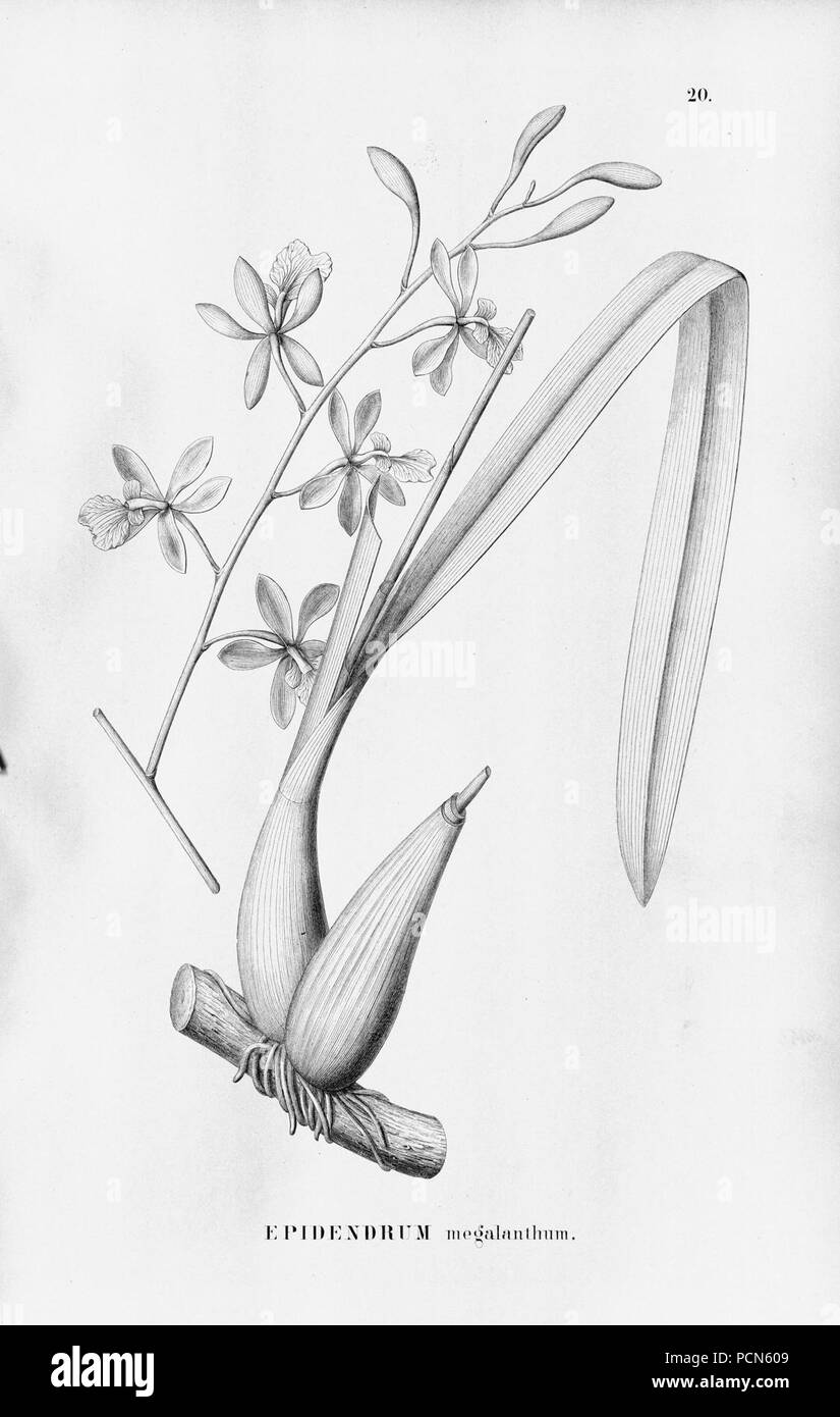 Alfred Cogniaux - Flora brasiliensis Vol. 3 pt. 5 - Orchidaceae - Platte 020 (1898-1902). Stockfoto