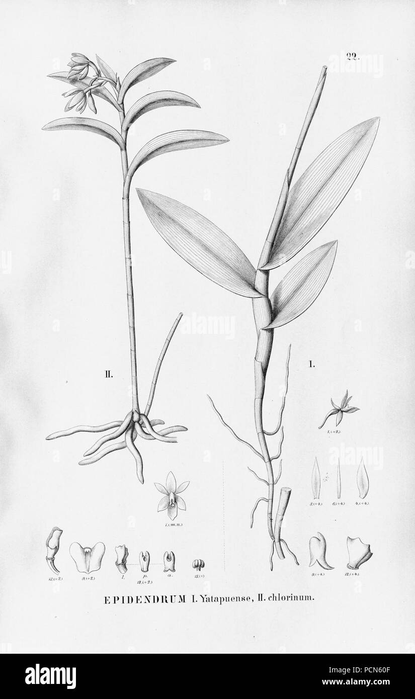 Alfred Cogniaux - Flora brasiliensis Vol. 3 pt. 5 - Orchidaceae - Platte 022 (1898-1902). Stockfoto