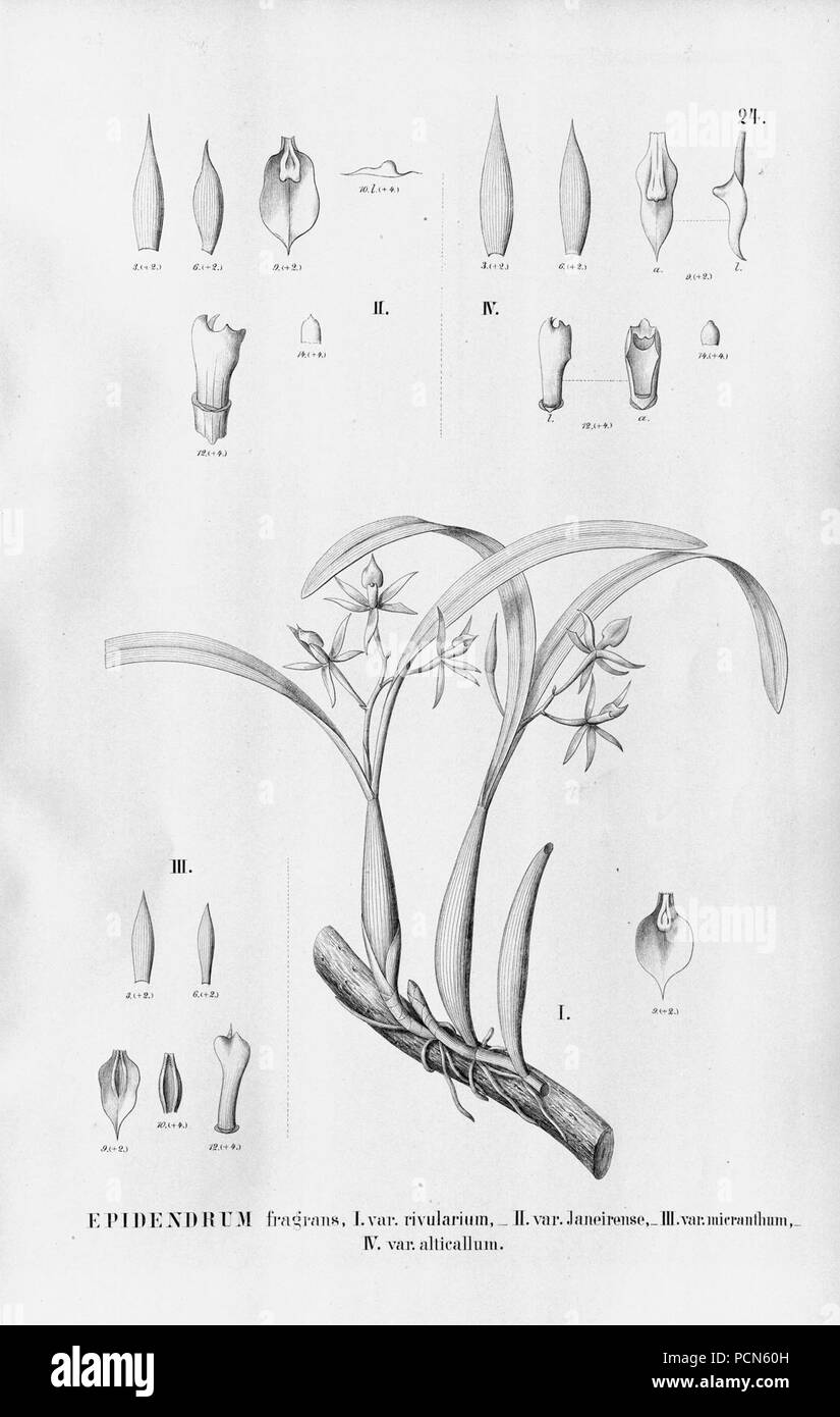 Alfred Cogniaux - Flora brasiliensis Vol. 3 pt. 5 - Orchidaceae - Platte 024 (1898-1902). Stockfoto