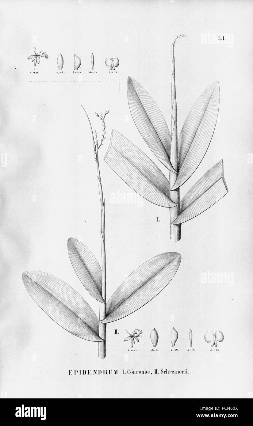 Alfred Cogniaux - Flora brasiliensis Vol. 3 pt. 5 - Orchidaceae - Platte 033 (1898-1902). Stockfoto