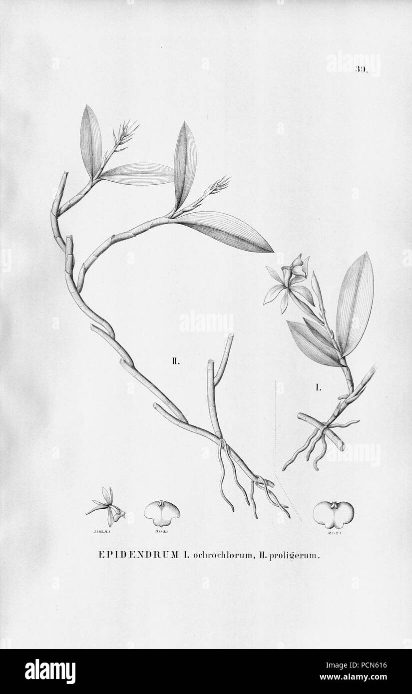 Alfred Cogniaux - Flora brasiliensis Vol. 3 pt. 5 - Orchidaceae - Platte 039 (1898-1902). Stockfoto