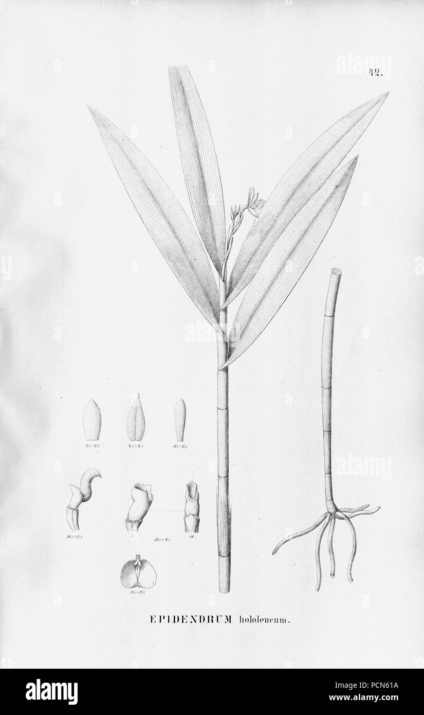 Alfred Cogniaux - Flora brasiliensis Vol. 3 pt. 5 - Orchidaceae - Platte 042 (1898-1902). Stockfoto