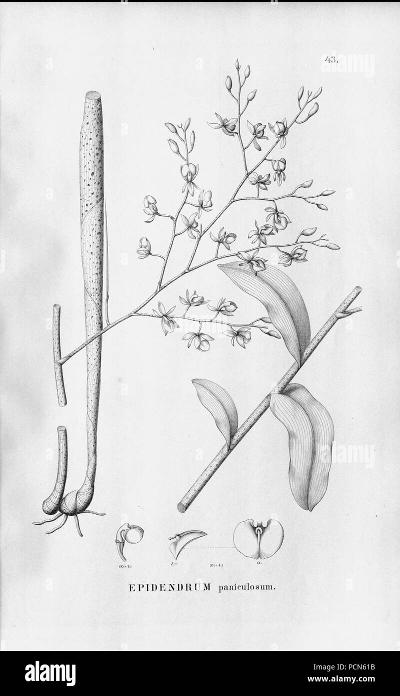 Alfred Cogniaux - Flora brasiliensis Vol. 3 pt. 5 - Orchidaceae - Platte 043 (1898-1902). Stockfoto