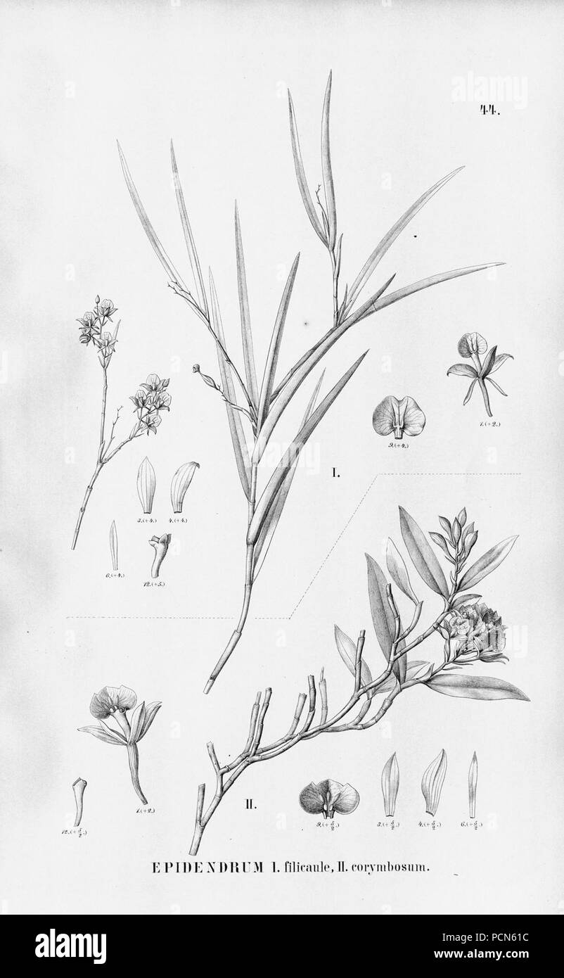 Alfred Cogniaux - Flora brasiliensis Vol. 3 pt. 5 - Orchidaceae - Platte 044 (1898-1902). Stockfoto