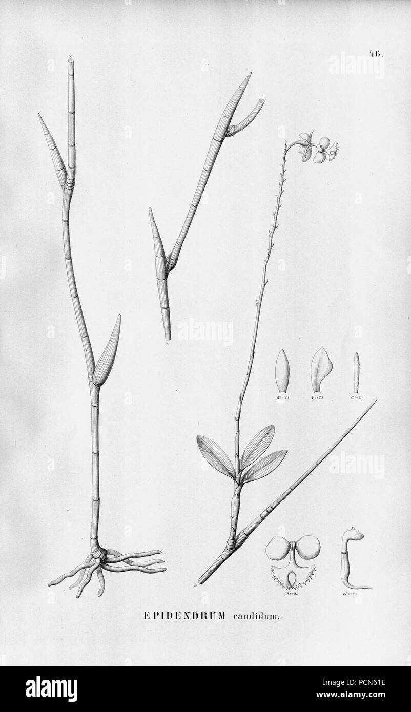 Alfred Cogniaux - Flora brasiliensis Vol. 3 pt. 5 - Orchidaceae - Platte 046 (1898-1902). Stockfoto