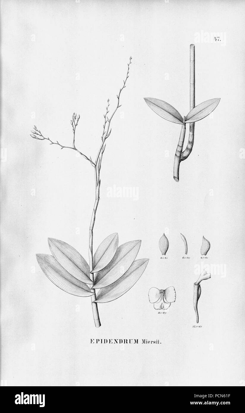 Alfred Cogniaux - Flora brasiliensis Vol. 3 pt. 5 - Orchidaceae - Platte 047 (1898-1902). Stockfoto