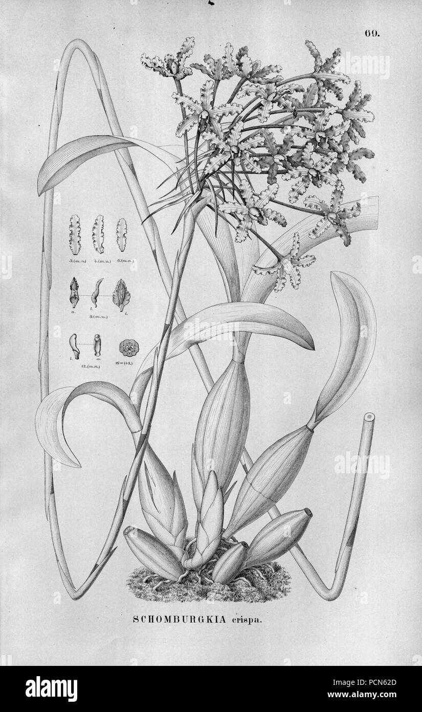 Alfred Cogniaux - Flora brasiliensis Vol. 3 pt. 5 - Orchidaceae - Platte 069 (1898-1902). Stockfoto
