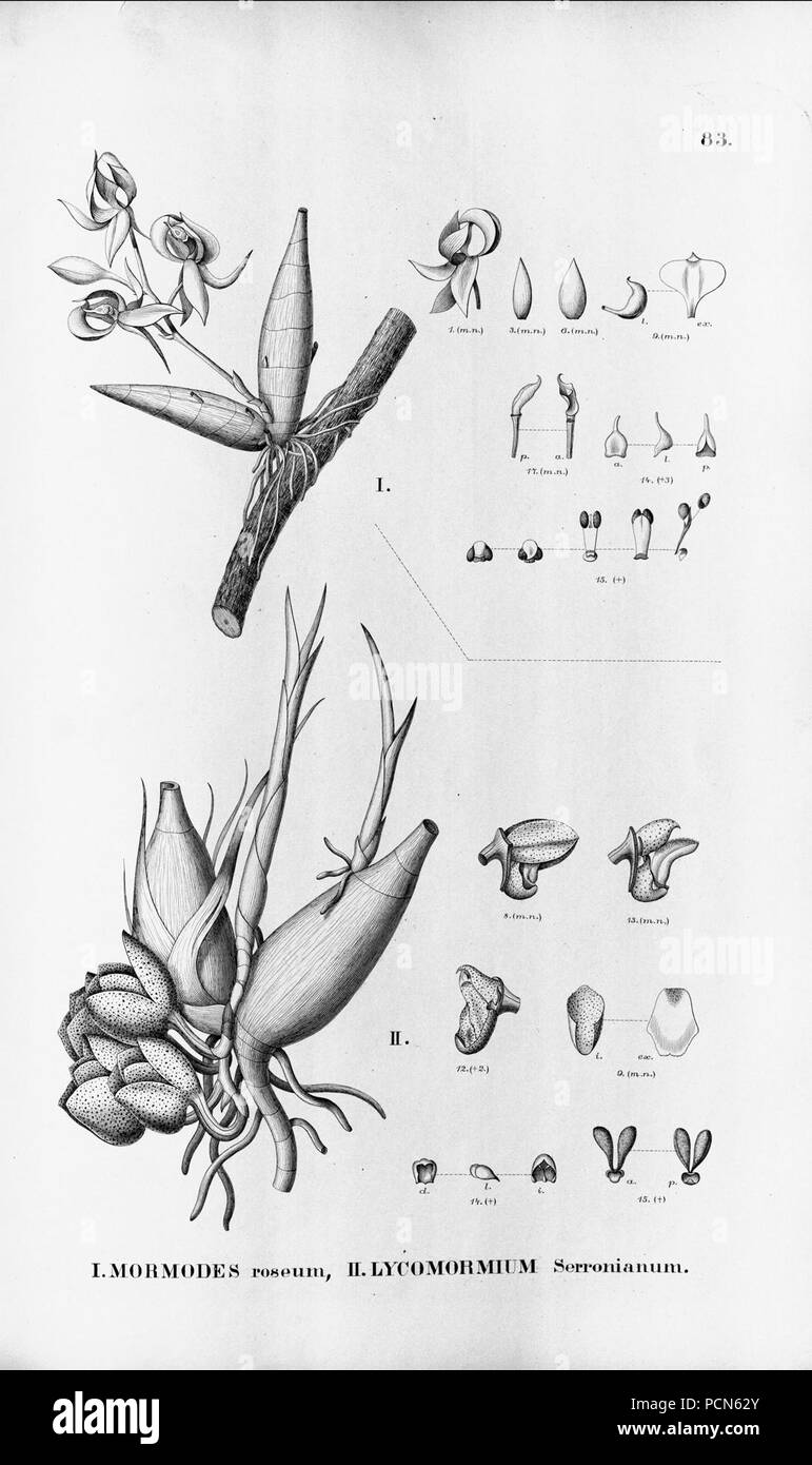 Alfred Cogniaux - Flora brasiliensis Vol. 3 pt. 5 - Orchidaceae - Platte 083 (1898-1902). Stockfoto