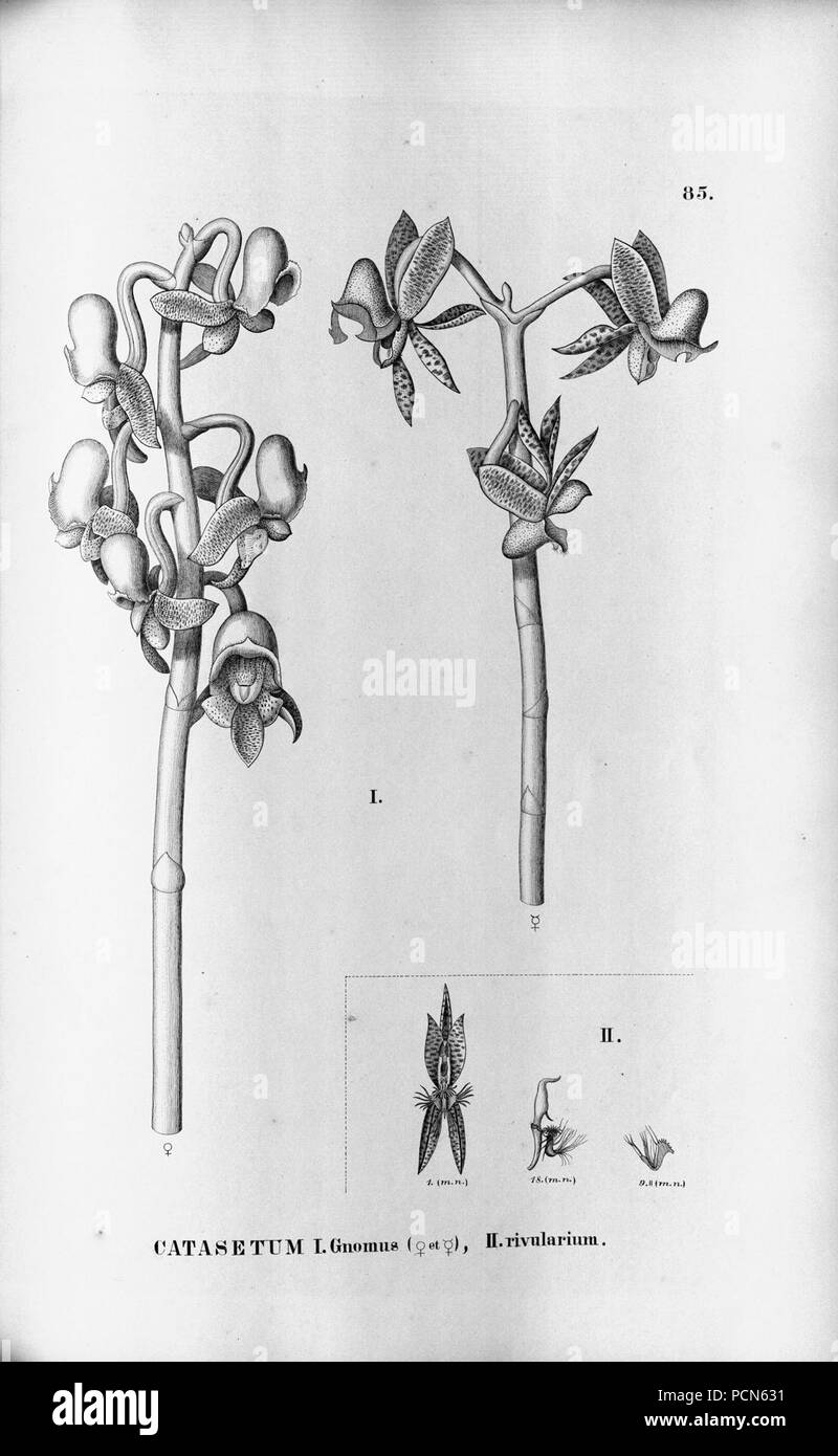 Alfred Cogniaux - Flora brasiliensis Vol. 3 pt. 5 - Orchidaceae - Platte 085 (1898-1902). Stockfoto