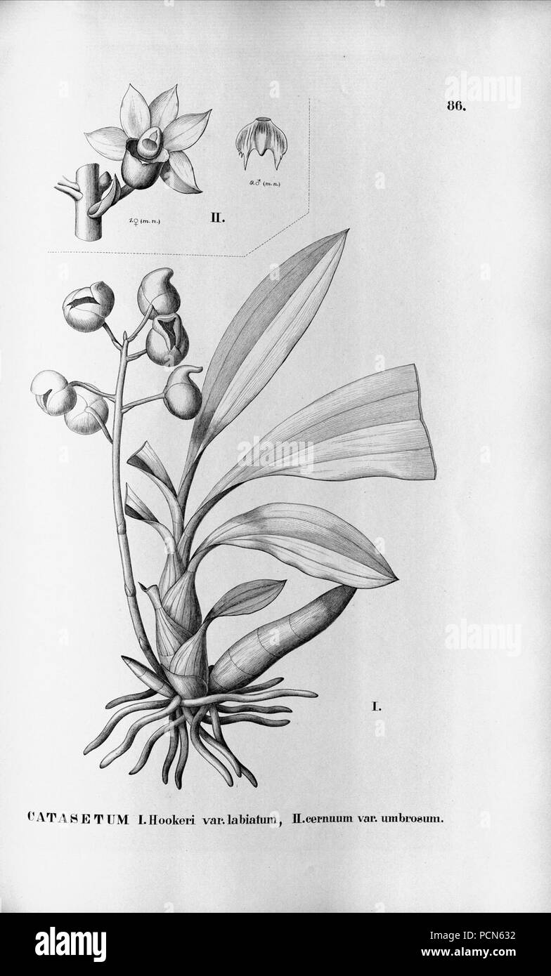 Alfred Cogniaux - Flora brasiliensis Vol. 3 pt. 5 - Orchidaceae - Platte 086 (1898-1902). Stockfoto