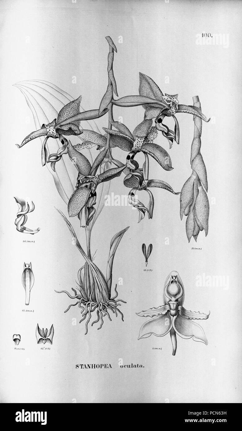 Alfred Cogniaux - Flora brasiliensis Vol. 3 pt. 5 - Orchidaceae - Platte 100 (1898-1902). Stockfoto