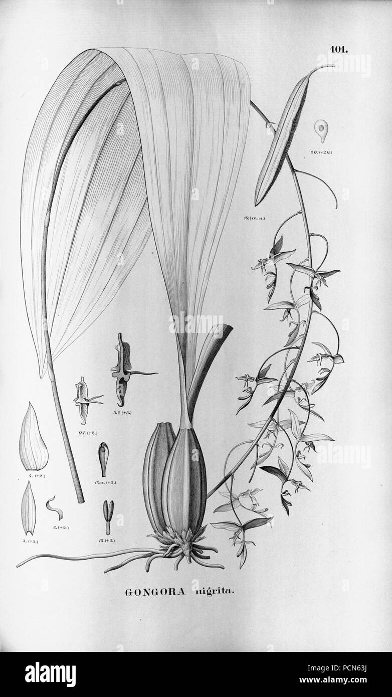 Alfred Cogniaux - Flora brasiliensis Vol. 3 pt. 5 - Orchidaceae - Platte 101 (1898-1902). Stockfoto