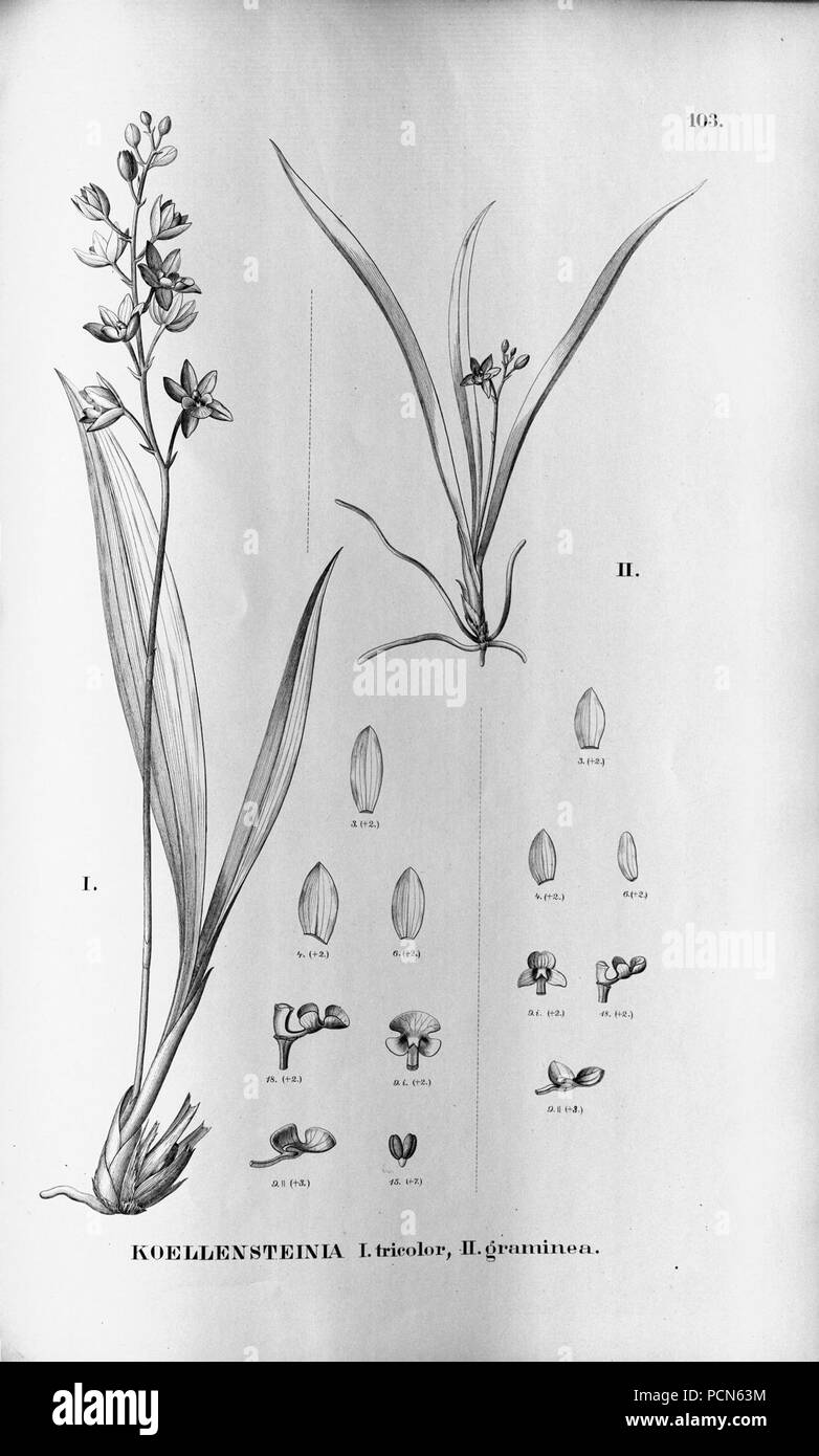 Alfred Cogniaux - Flora brasiliensis Vol. 3 pt. 5 - Orchidaceae - Platte 103 (1898-1902). Stockfoto