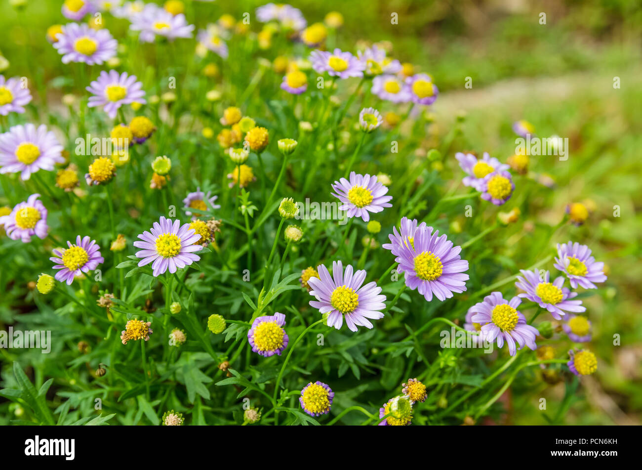 Nahaufnahme der lila Niederländische Chrysantheme Stockfoto