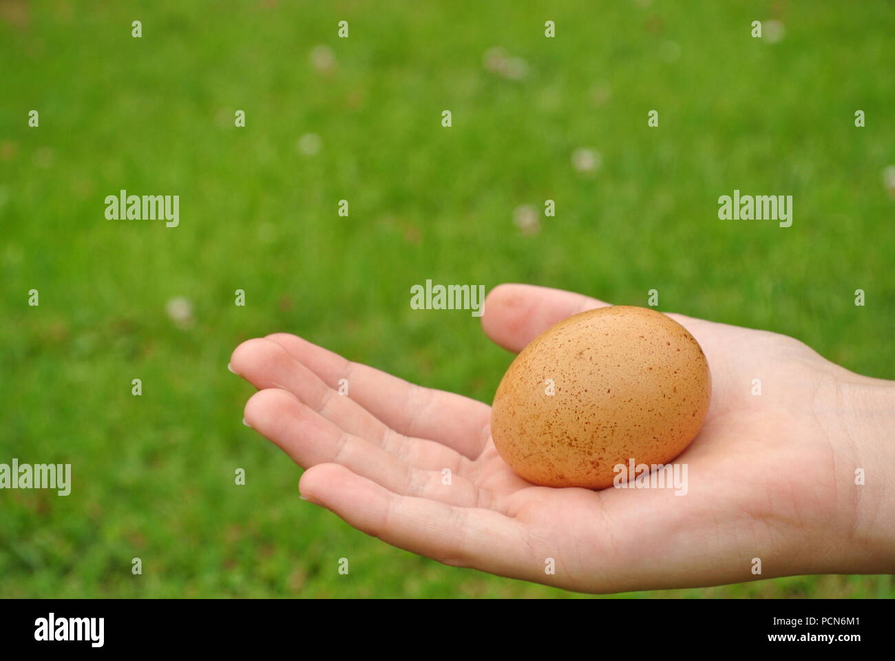 Eine Nahaufnahme eines braunen organischen Landhähnchen Ei auf der Hand ein Kind im rechten unteren Ecke und auf grünem Hintergrund Stockfoto