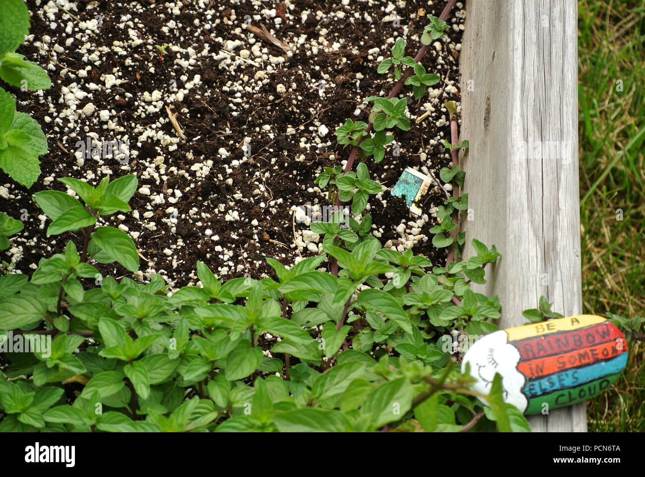 Einzigartigen Hintergrund mit grünem Efeu Blätter, schwarzen Boden, ein Stück Holz und einen Stein mit Worten "malte ein Regenbogen in einer anderen Wolke'. Stockfoto