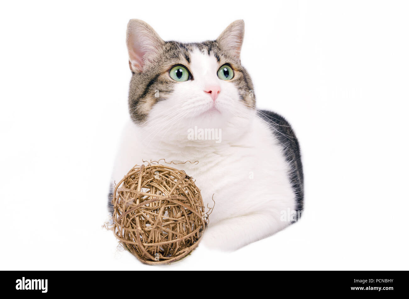 Schöne Katze auf weißem Hintergrund isoliert Stockfoto