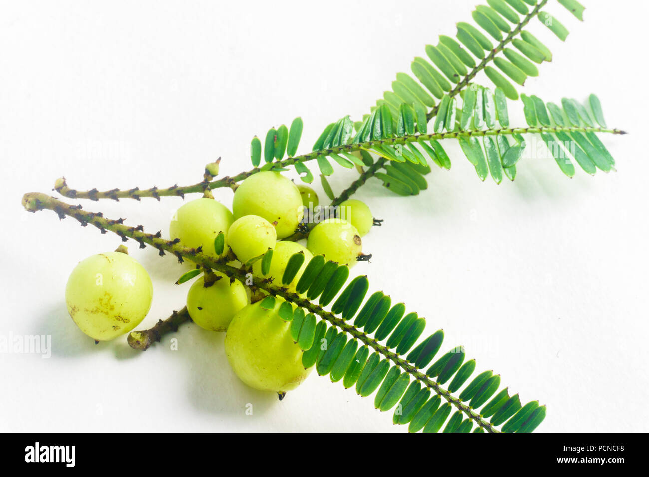 Makhampom auf einem weißen Hintergrund ist eine Heilpflanze verwendet Halsschmerzen zu behandeln. Stockfoto