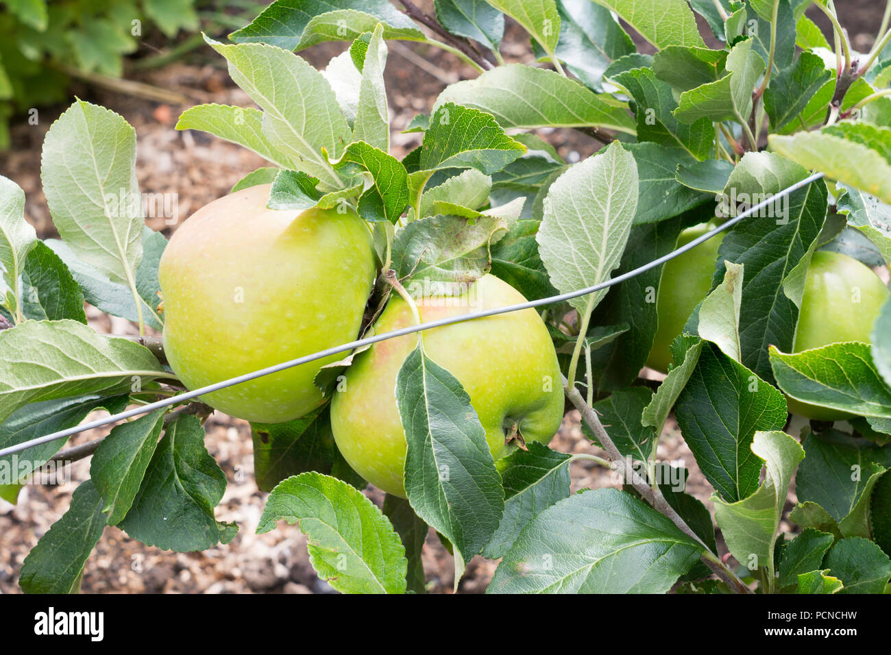 Cordon Apfelbaum Malus Domestica James Grieve, North East England, Großbritannien Stockfoto