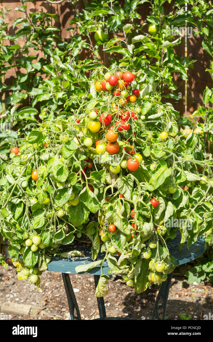Bush tomato F1 Hybride Tumbler wächst in einem Container, North East England, Großbritannien Stockfoto