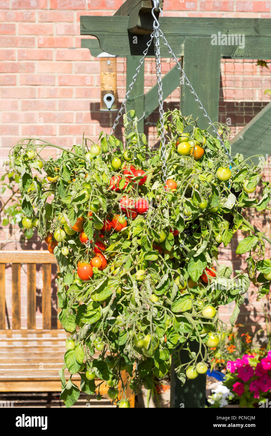 Bush tomato F1 Hybride Tumbler wächst in einem hängenden Korb, North East England, Großbritannien Stockfoto