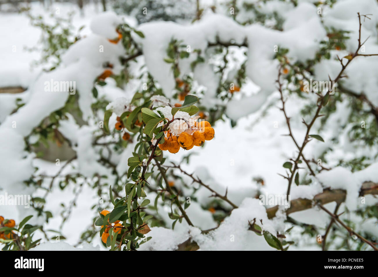 Verschneite immergrüne Sträucher holzbär mit Farbe orange Beeren im Winter im Januar Stockfoto