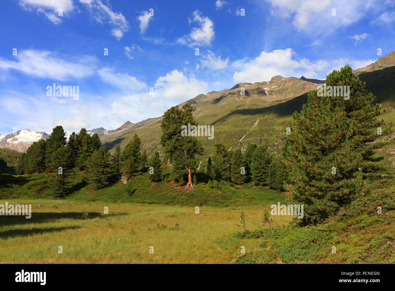 Zirbelkiefer Wald in der Nähe von Obergurgl, Ötztaler Alpen in Tirol, Österreich Stockfoto