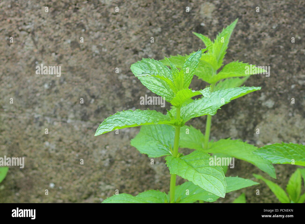 Mint Strauch Stockfoto