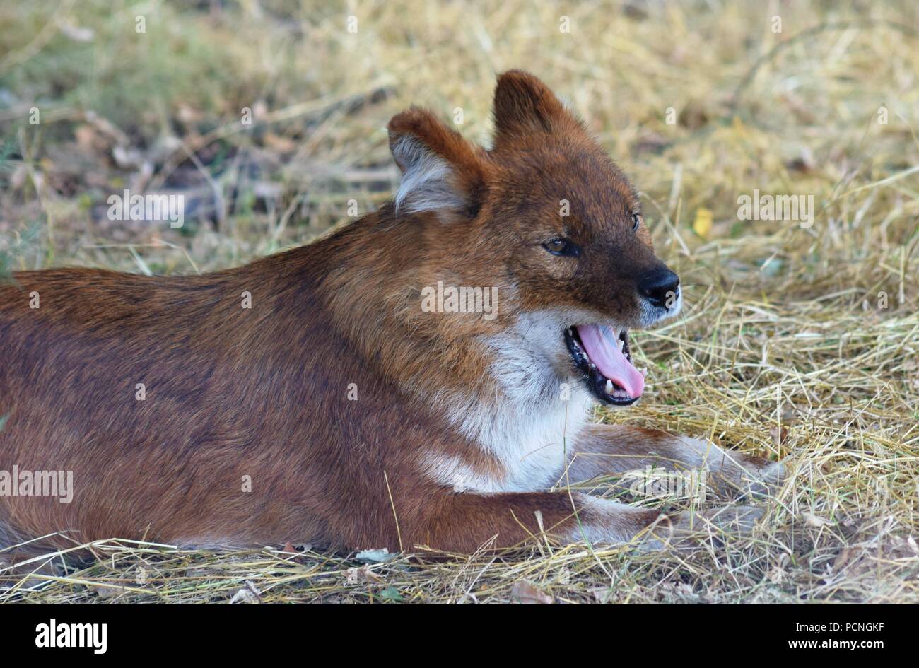 Safari Park Tiere Stockfoto