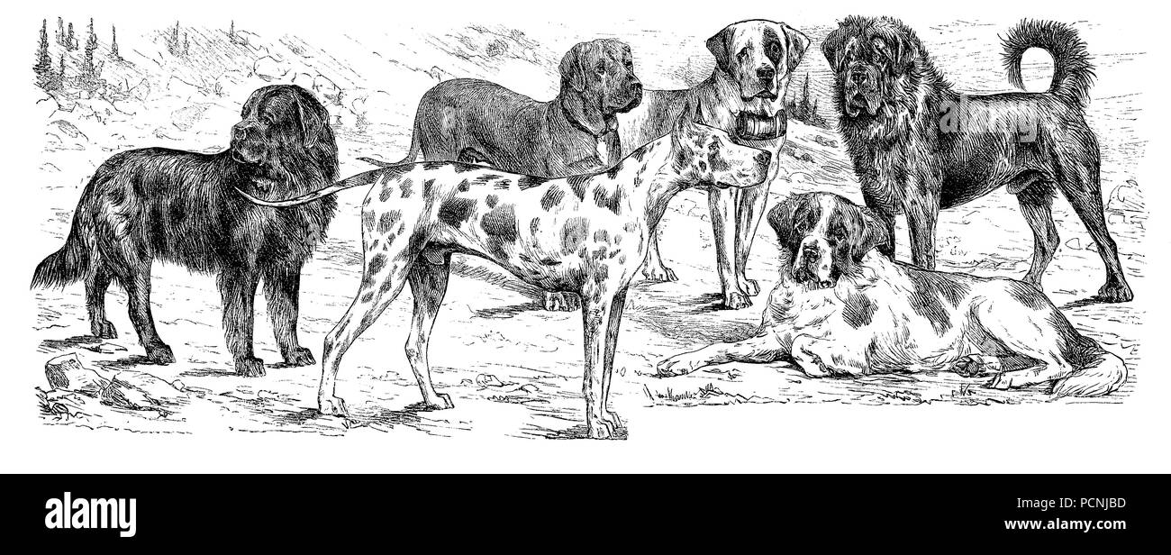 Verschiedene Hunderasse, digital verbesserte Reproduktion einer historischen Bild aus dem Jahr 1885 Stockfoto