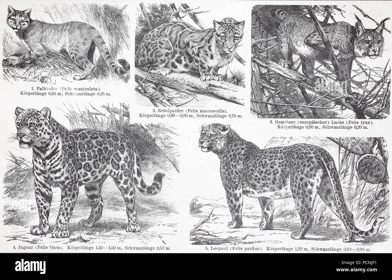 Verschiedene Katzen, afrikanische Wildkatze, Felis lybica, Nebelparder, Neofelis nebulosa, Lynx, Jaguar, Panthera onca, Leopard, Panthera Pardus, digital verbesserte Reproduktion einer historischen Bild aus dem Jahr 1885 Stockfoto