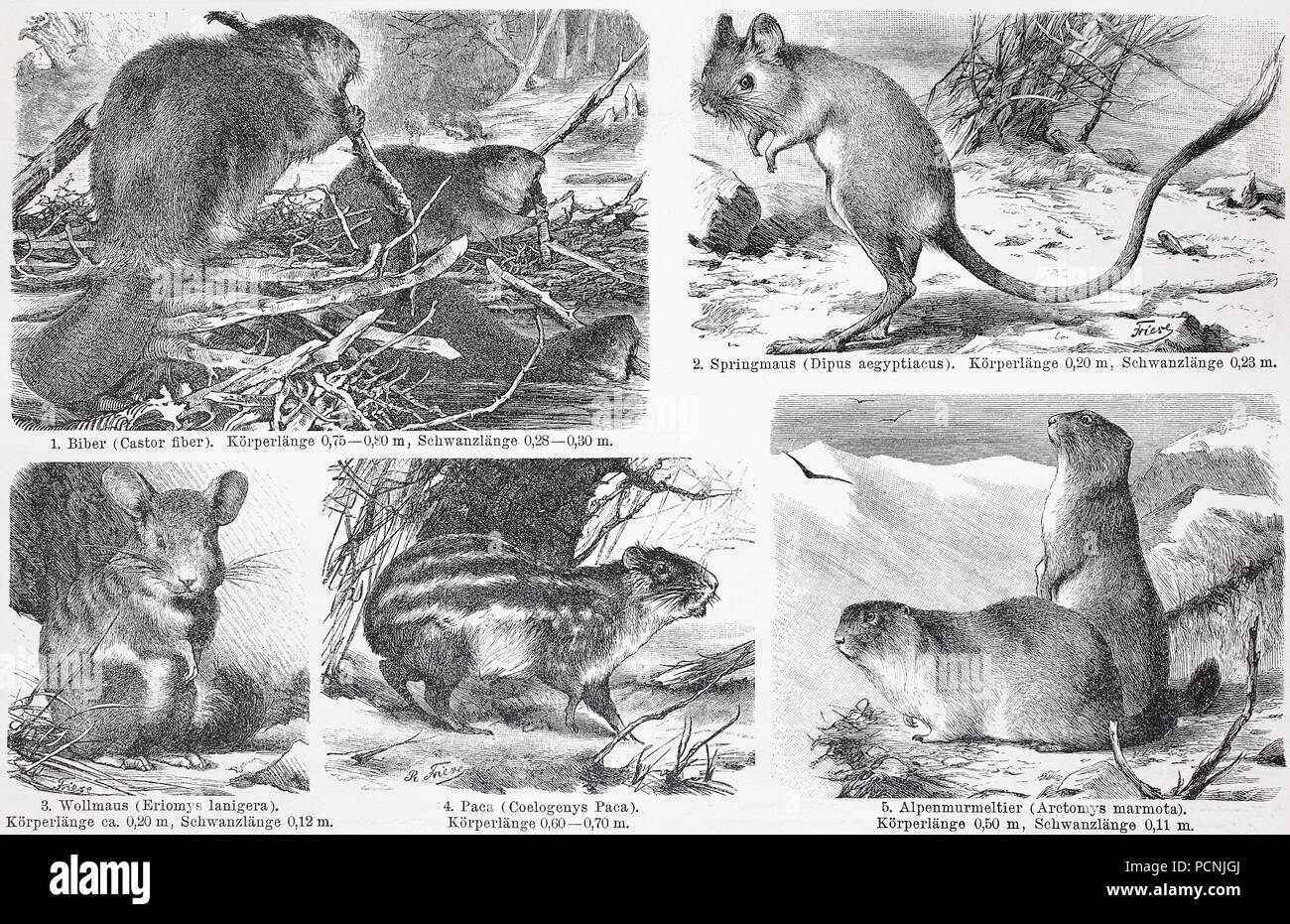 Verschiedene Nagetiere, Biber, dipodid, Chinchilla, Paca, alpine Marmot, Marmota marmota, digital verbesserte Reproduktion einer historischen Bild aus dem Jahr 1885 Stockfoto