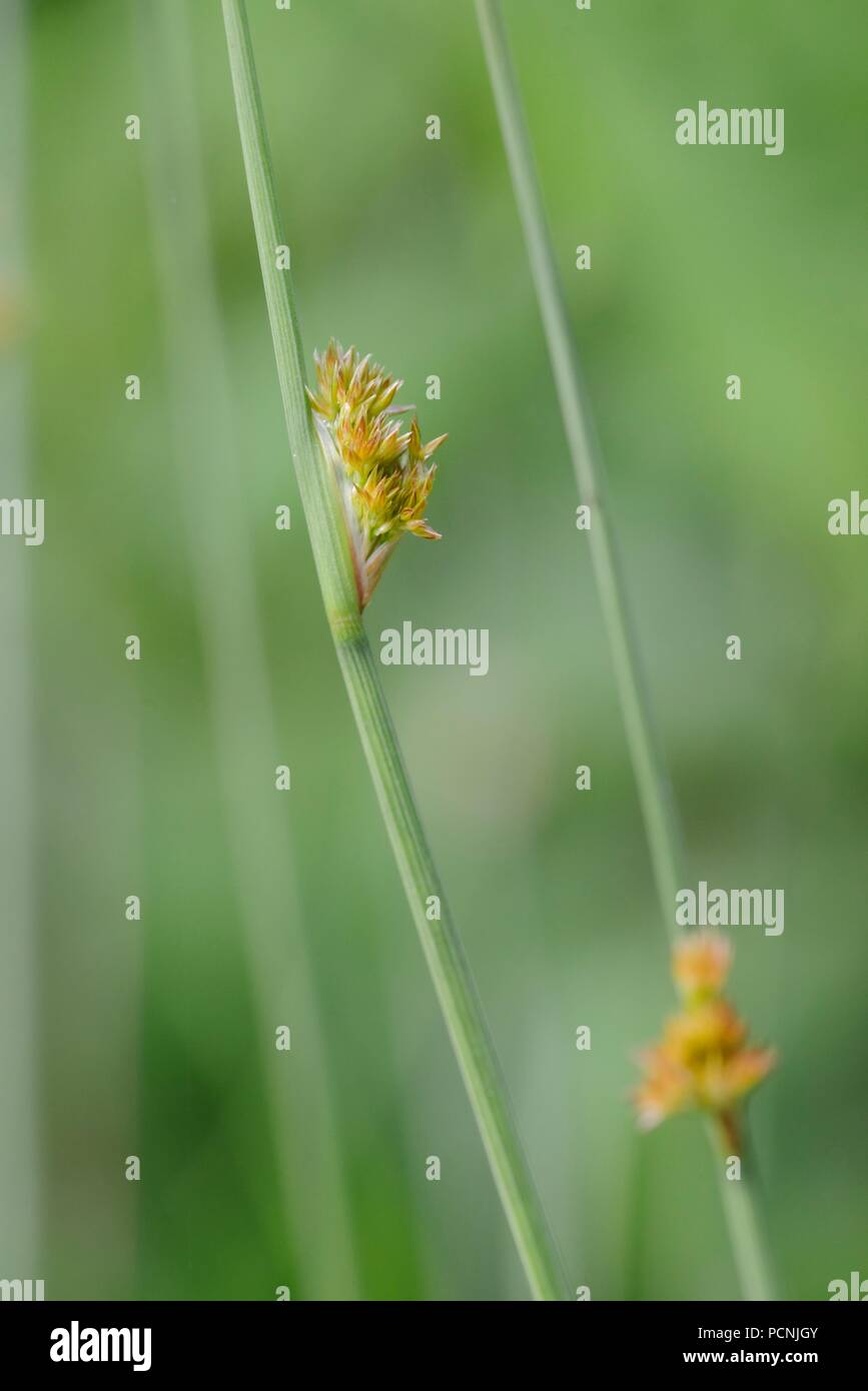 Kompakte Rush, Juncus conglomeratus Blüte, Wales, UK. Stockfoto