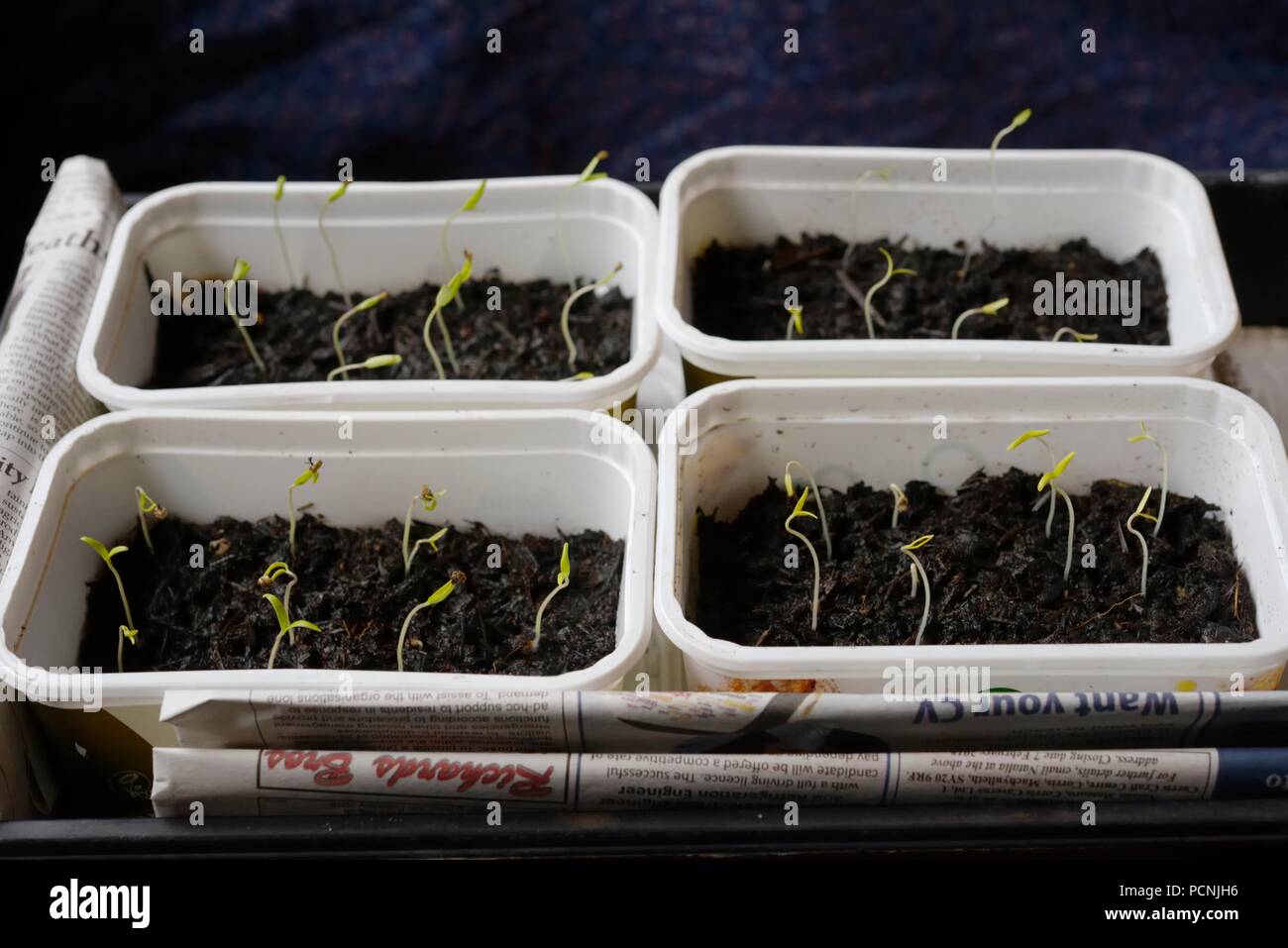 Tomaten Setzlinge wachsen in Wiederverwendet margarine Tubs drinnen im Februar, Wales, Großbritannien Stockfoto