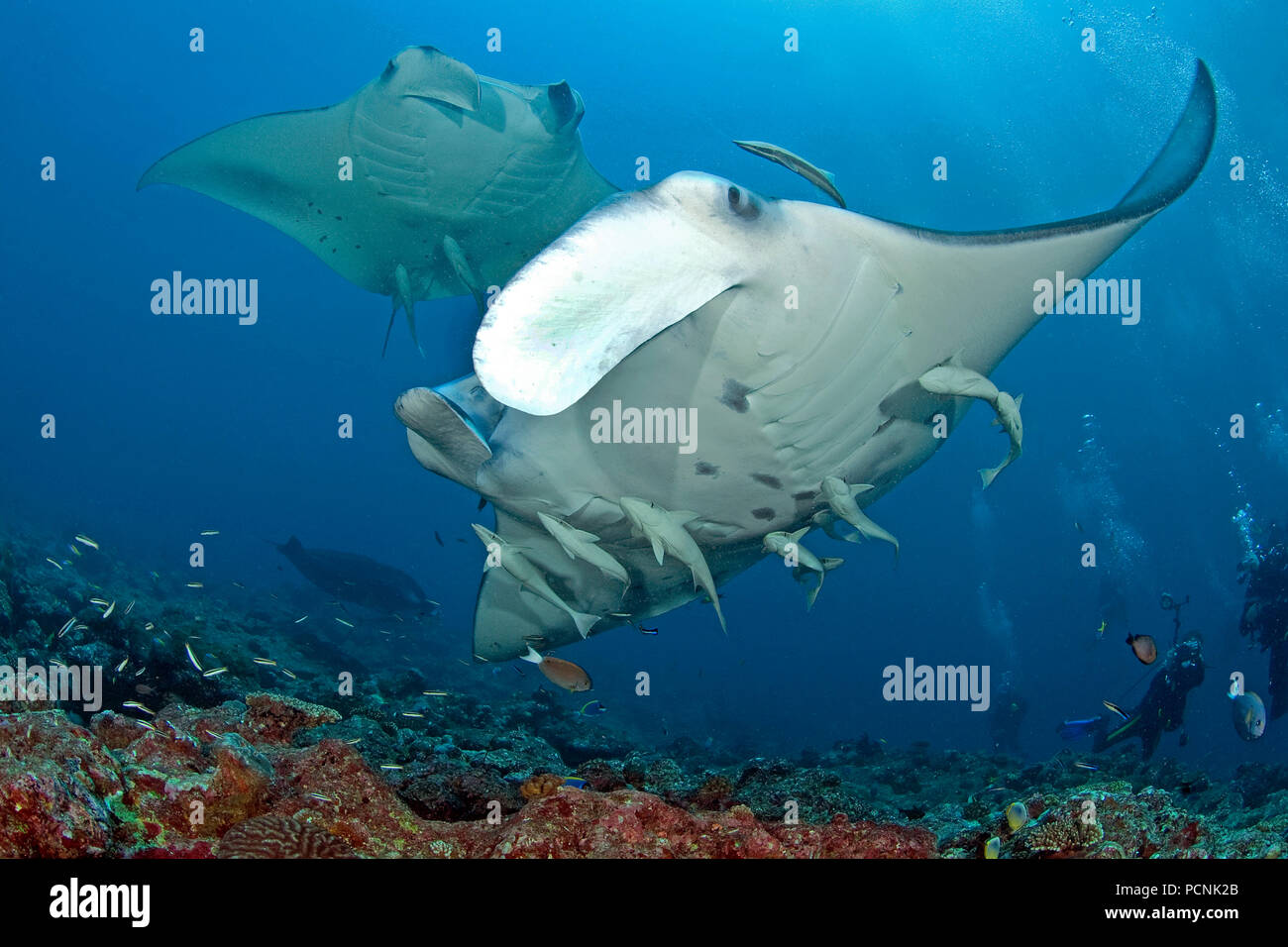 Zwei riesigen ozeanischen Mantarochen (Manta birostris) mit shark Sauger (schiffshalter schiffshalter), Yap in Mikronesien Stockfoto
