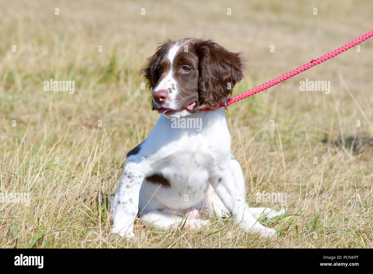 Ein 12 Wochen alter English Springer Spaniel Welpen auf das Blei im Park auf Ampthill, Bedfordshire, England Stockfoto