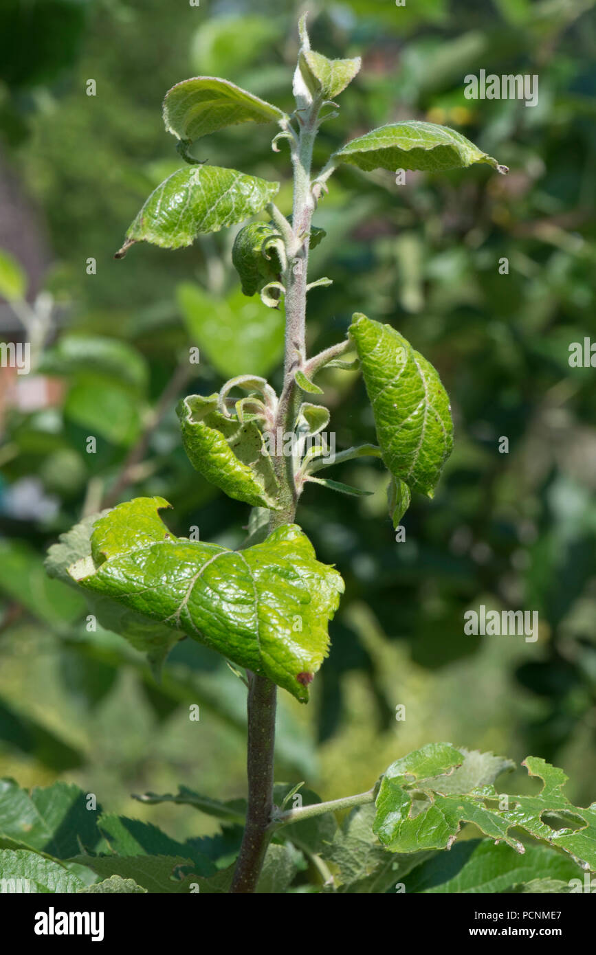 Rosy Blatt - eisstockschiessen gegen Blattläuse, Dysaphis devecta, Beschädigung und Blatt Verzerrungen auf einem bramley apple tree im Juni, Berkshire Stockfoto