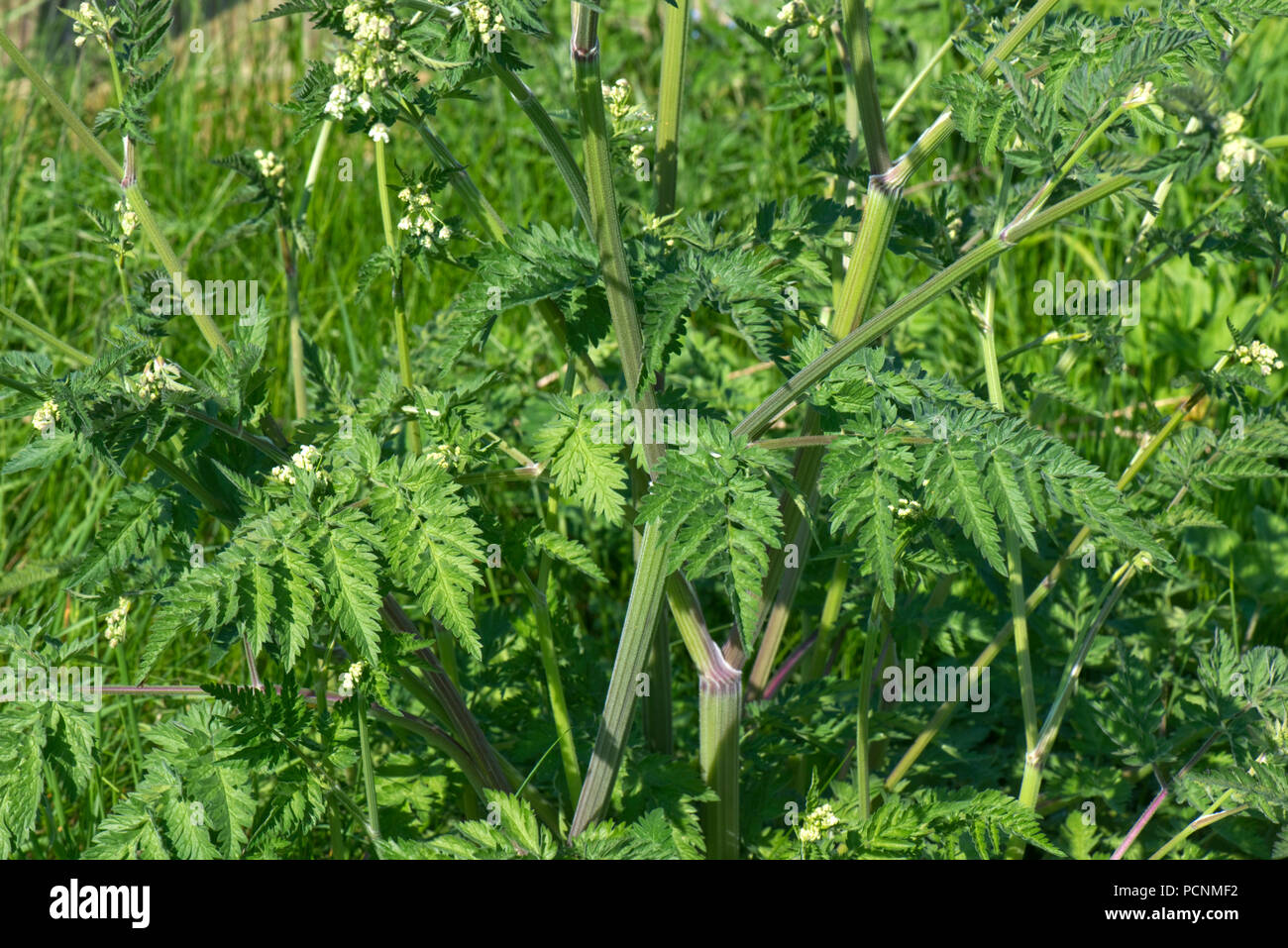 Kuh Petersilie, Anthriscus sylvestris, Laub, Grün, Farn, Blätter am Straßenrand steht, Berkshire, Mai Stockfoto