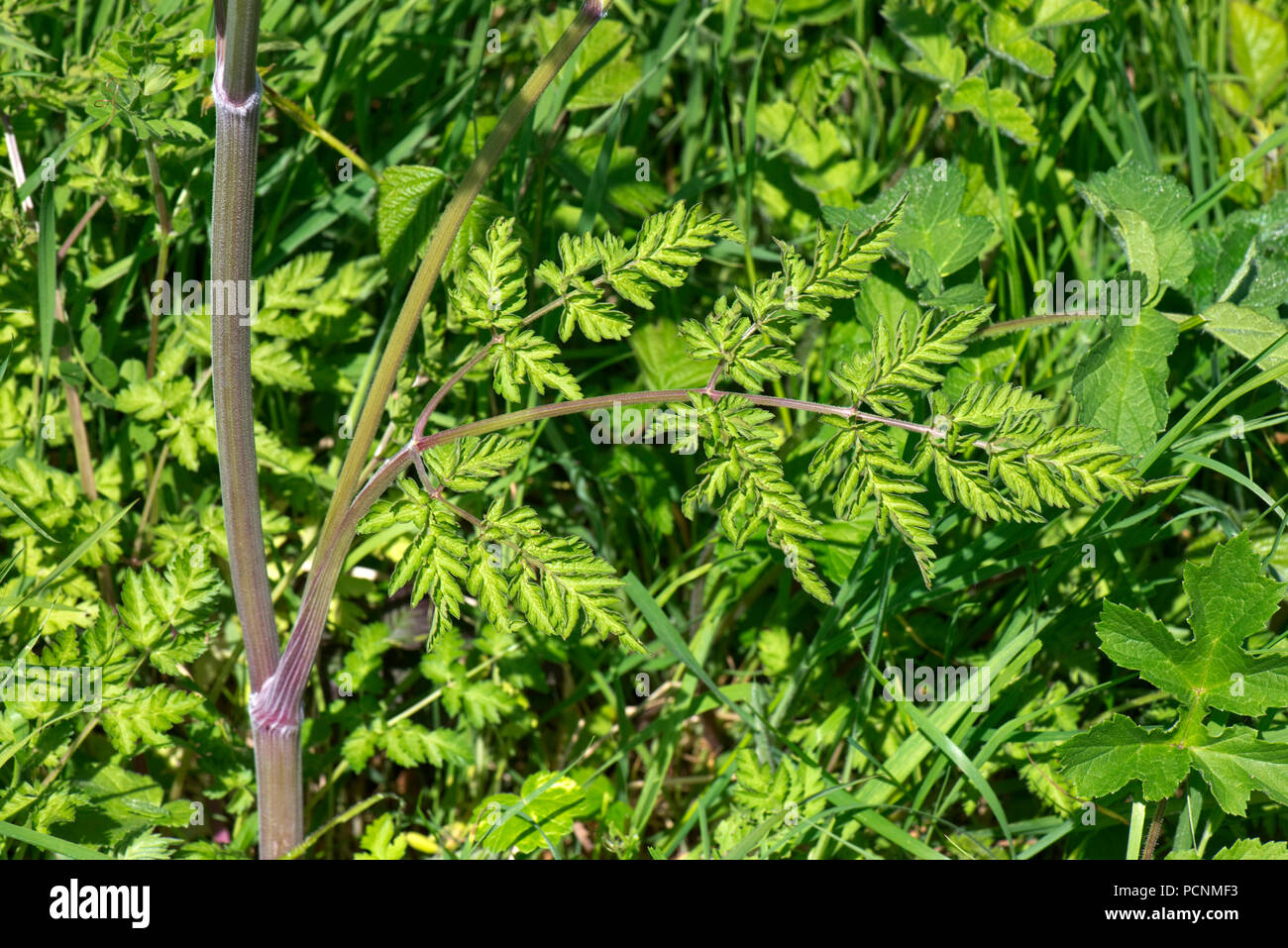 Kuh Petersilie, Anthriscus sylvestris, Laub, Grün, Farn, Blätter am Straßenrand steht, Berkshire, Mai Stockfoto