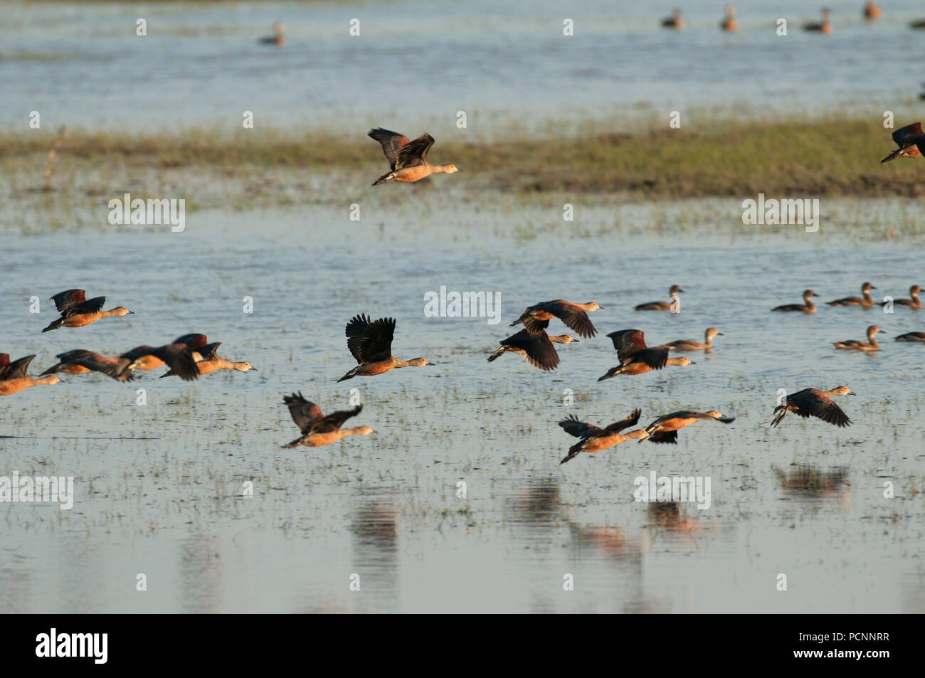 Weniger pfeifen - duck (Dendrocygna Javanica) - Flug Dendrocygne siffleur Stockfoto