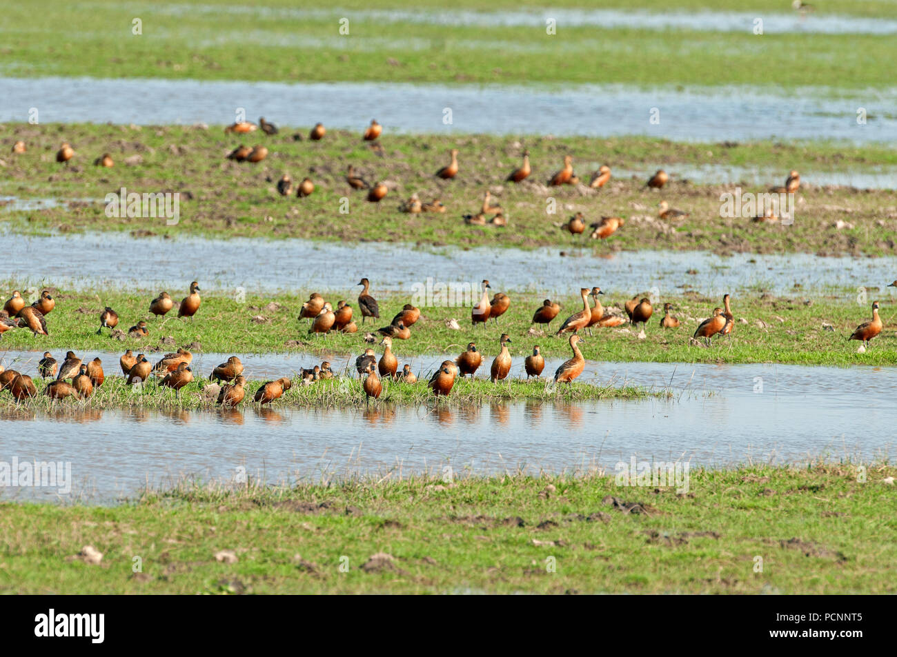 Weniger pfeifen - duck (Dendrocygna Javanica) - Gruppe Dendrocygne siffleur Stockfoto