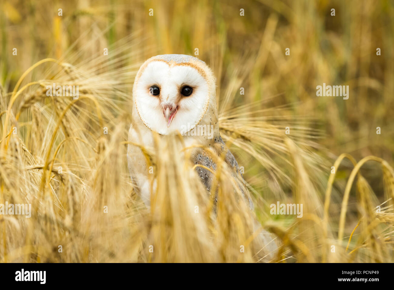 Nahaufnahme einer wunderschönen Scheuneneule, nach vorn gerichtet im goldenen Maisfeld. Platz zum Kopieren. Wissenschaftlicher Name: Tyto Alba Stockfoto
