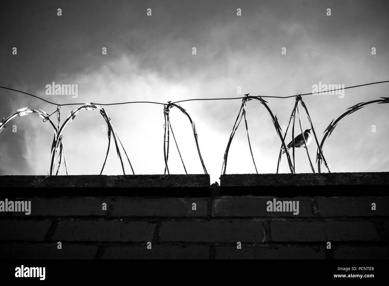 Schwarz-weiß Foto von Mauer und Stacheldraht, Stacheldraht, Stacheldraht auf den bewölkten Himmel mit kleinen Vogel innen Stockfoto