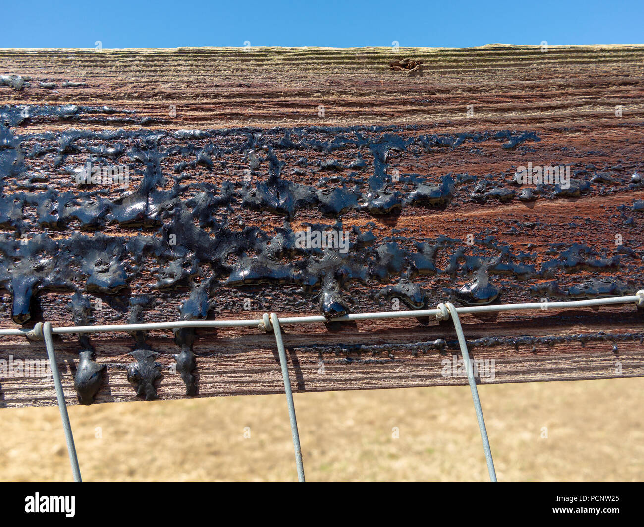 Nahaufnahme von Bitumen beschichtete Zaun Panel mit der heißen Sonne schmilzt das Material und es hat begonnen, den Wald zu laufen Stockfoto