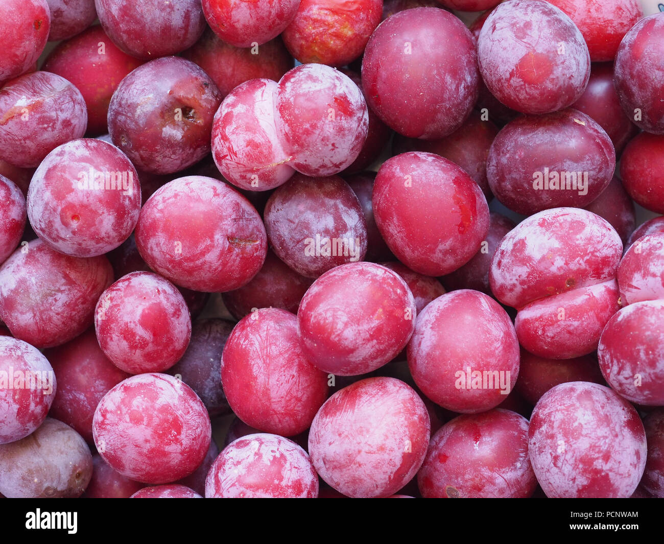 Pflaume Pflaume (Prunus domestica) aka Pflaume Obst vegetarische Kost Stockfoto