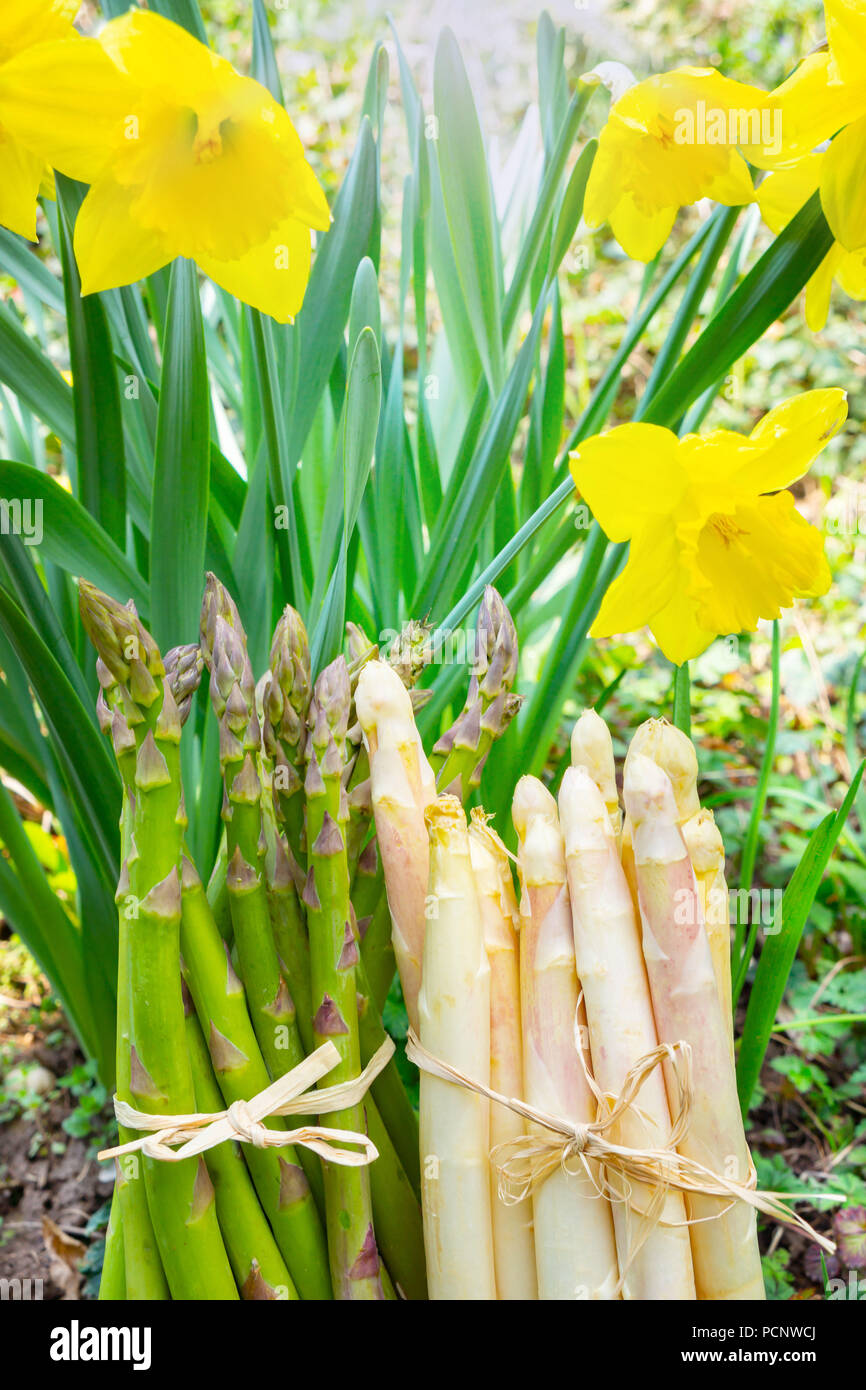 Grunen Und Weissen Spargel Vor Der Narzissen Im Garten Stockfoto
