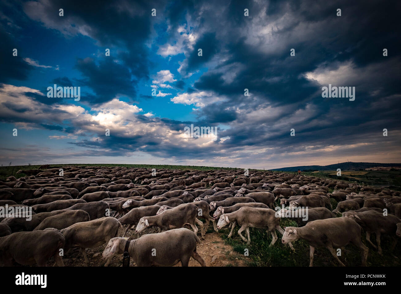 Pfade der Wanderimkerei mit den letzten Menschen, die sich zu dieser Arbeit in Spanien widmen, die in der Region von Soria. Stockfoto