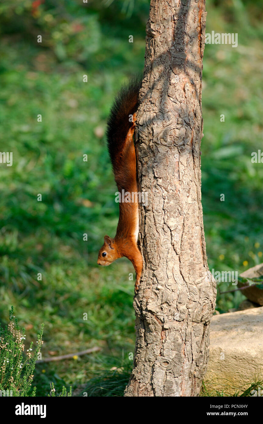 Eichhörnchen - Nach unten von einem Baum - Sciurus vulgaris Ecureuil Roux - Nachkomme d'un arbre Stockfoto