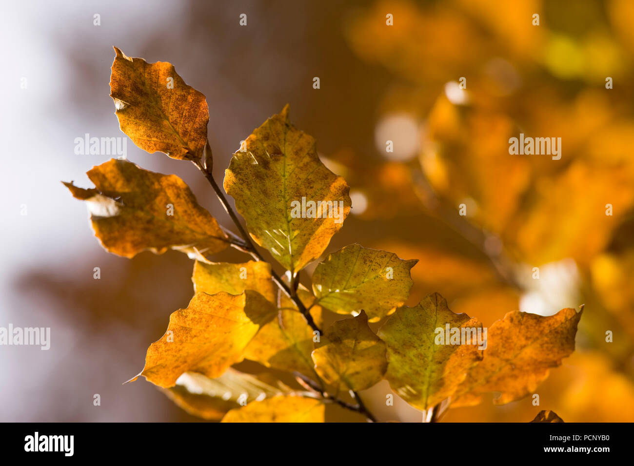 Herbst Wald im Reintal, Wettersteingebirge, Bayern, Deutschland Stockfoto