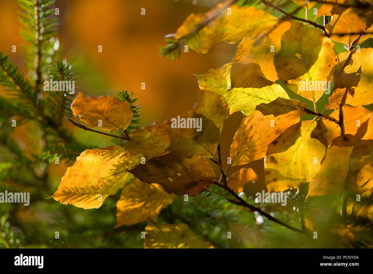 Herbst Wald im Reintal, Wettersteingebirge, Bayern, Deutschland Stockfoto